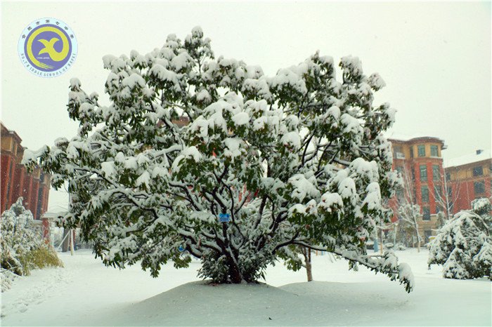 梅雪盼冬來，微笑迎春歸(圖4)