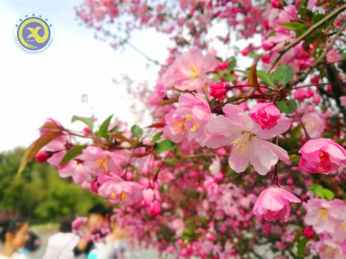 春風依舊，又是一年桃花香(圖2)