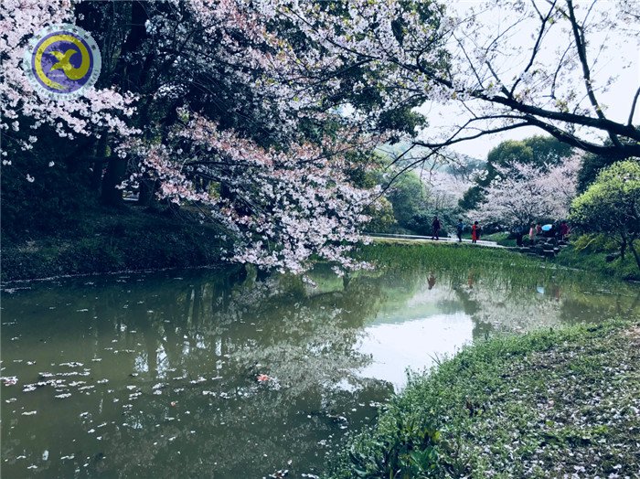  其時櫻花爛漫，詩書彌香(圖1)