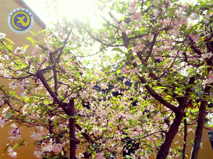 離時古寺西邊路，莘莘學(xué)子滿目中(圖4)