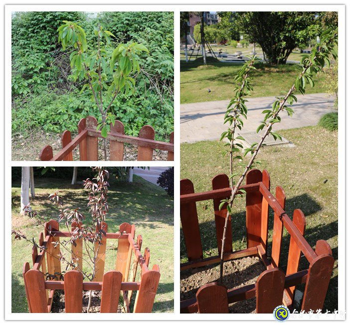 十年樹木育桃李 靜待花開果滿園(圖2)